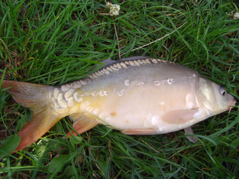 Karp smażony