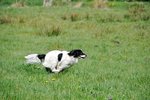 dog-236877_1280.jpg