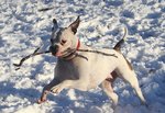dog-77866_1280.jpg