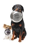 Doctor Dog 2.jpg